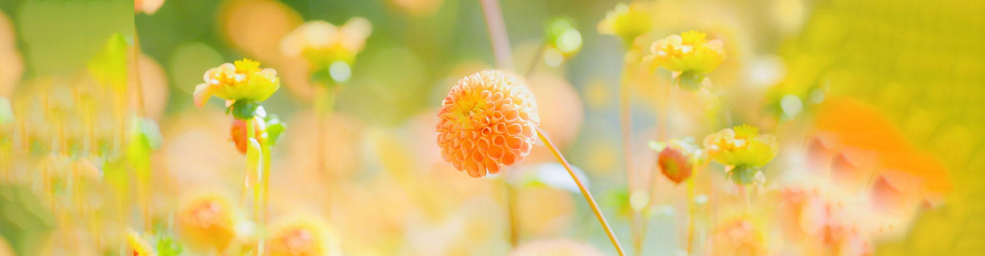 年末年始の休診日のお知らせ