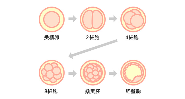 受精卵の成長のイメージ